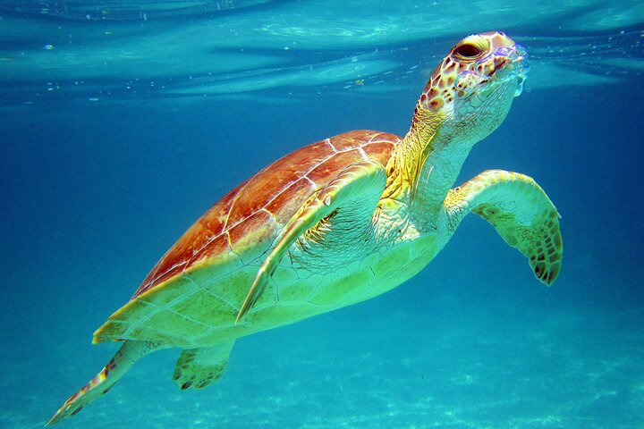 Cancun Extreme Local Adventure: Cancun: Sea turtles and Cenote Tour With Pick Up from your Hotel