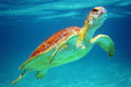 Cancun Extreme Local Adventure: Cancun: Sea turtles and Cenote Tour With Pick Up from your Hotel